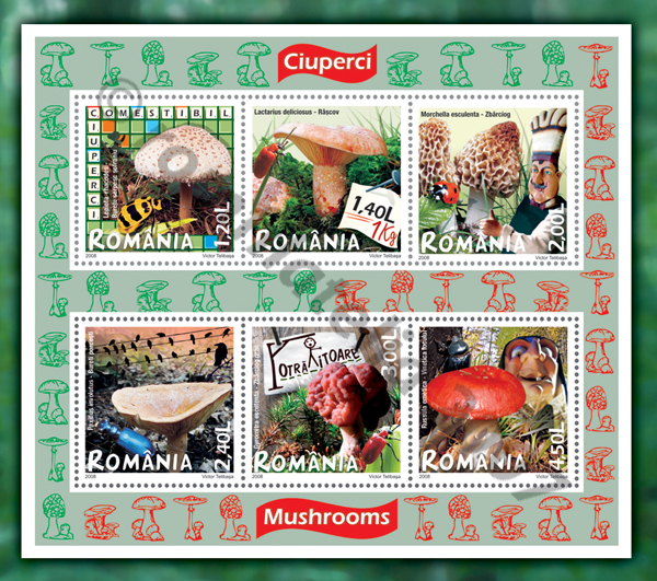 ciuperci_2008_M