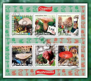 ciuperci_2008_M