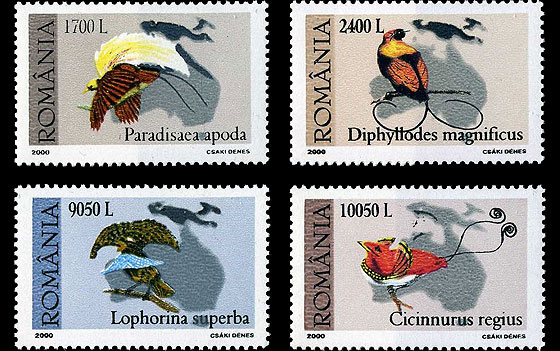 Din comorile Muzeului “Grigore Antipa” – Pasărea paradis 1 Din comorile Muzeului “Grigore Antipa” – Pasărea paradis