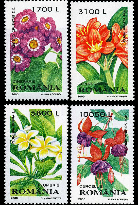 Plante de apartament 1 Plante de apartament