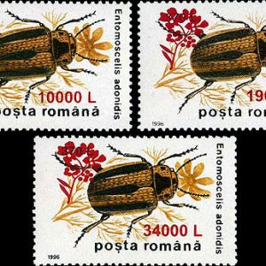 Insecte II 1996 - supratipar “floare de muștar”