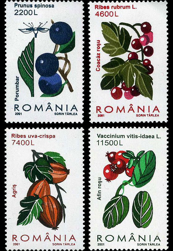 Fructe de pădure 1 Fructe de pădure