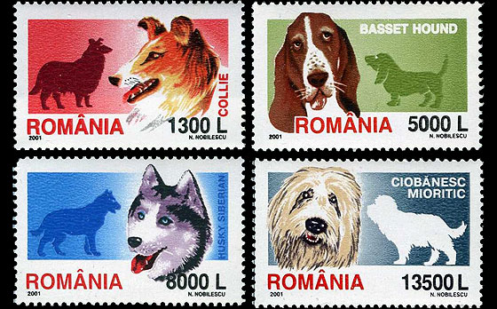 Rase de câini 1 Rase de câini