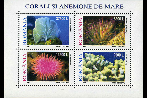 Corali și anemone de mare 1 Corali și anemone de mare