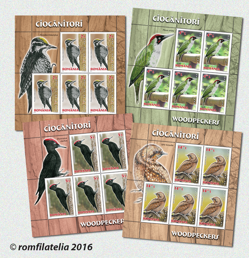 CIOCĂNITORI 1 CIOCĂNITORI