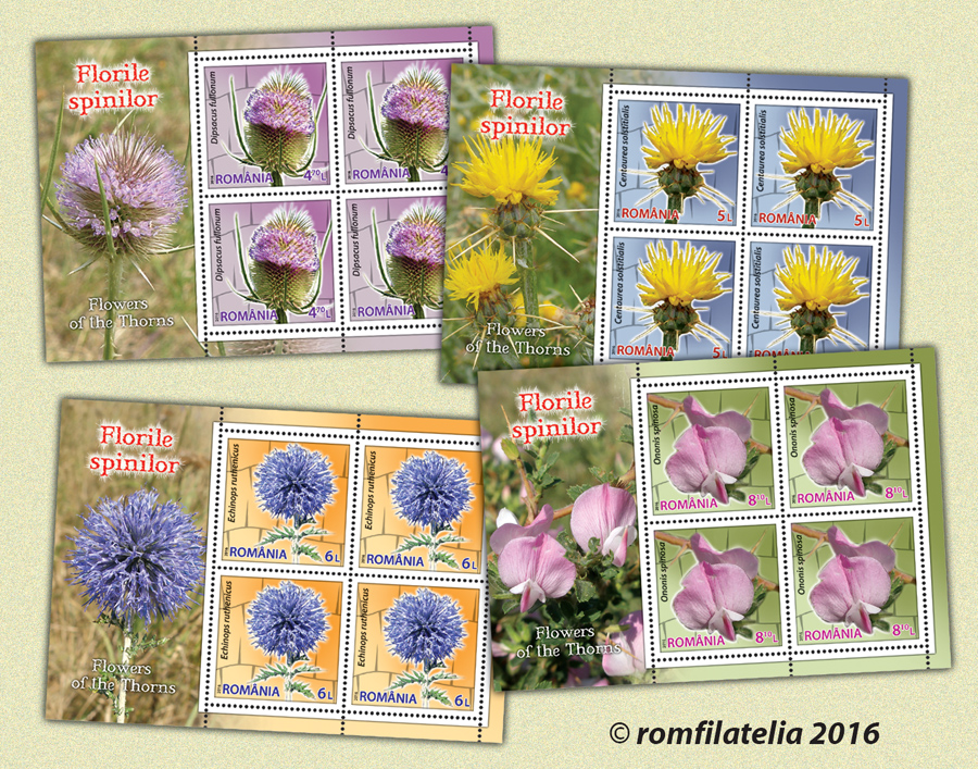 Florile spinilor 1 Florile spinilor