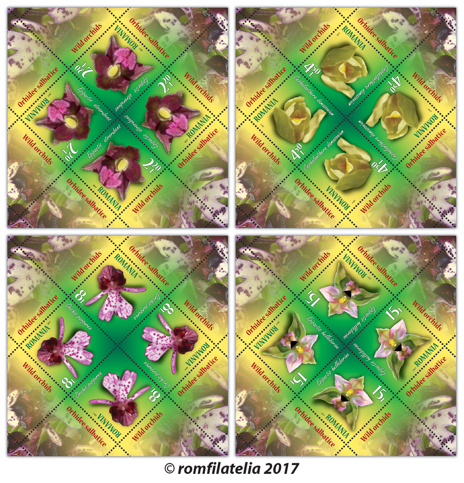 ORHIDEE SĂLBATICE 1 ORHIDEE SĂLBATICE