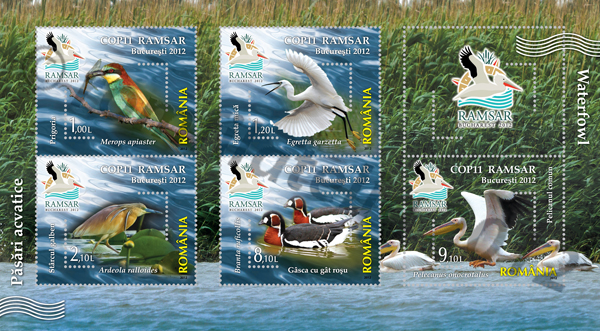 PÃSÃRI ACVATICE 1 PÃSÃRI ACVATICE