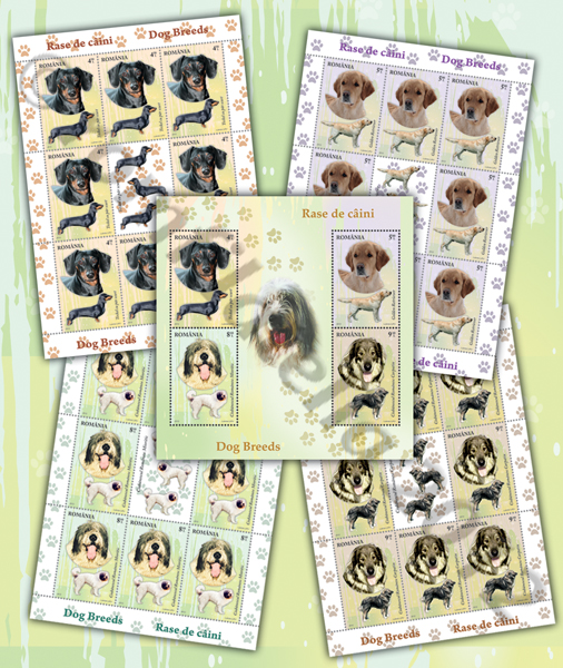 RASE DE CÂINI 1 RASE DE CÂINI