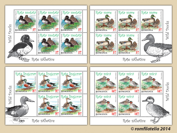 RAȚE SÃLBATICE 1 RAȚE SÃLBATICE