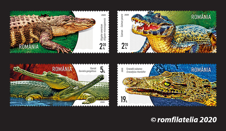 CROCODILI 1 CROCODILI