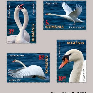 DELTA DUNĂRII. LEBEDE