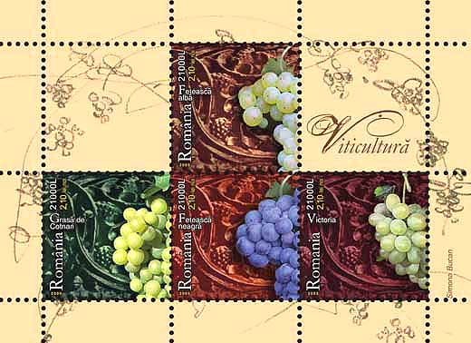 Viticultură 1 Viticultură