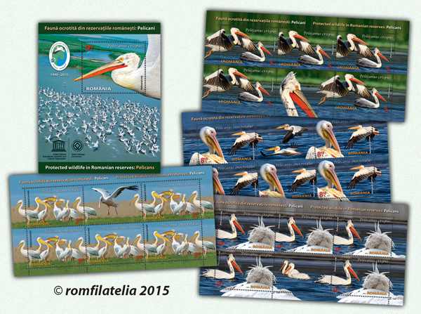Faună ocrotită din rezervaţiile româneşti: pelicani 1 Faună ocrotită din rezervaţiile româneşti: pelicani