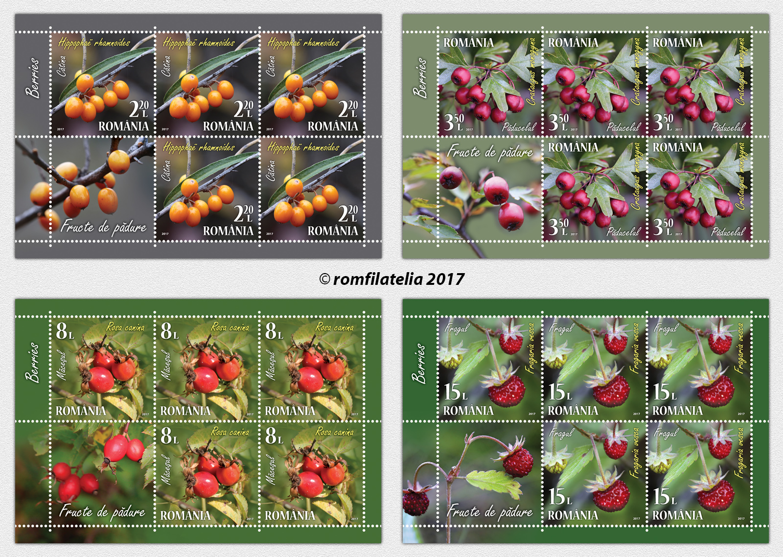 FRUCTE DE PĂDURE 1 FRUCTE DE PĂDURE