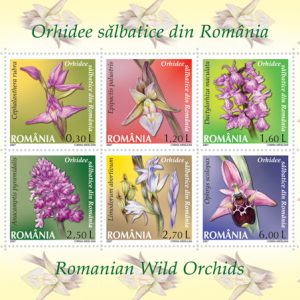 ORHIDEE SÃLBATICE DIN ROMÂNIA