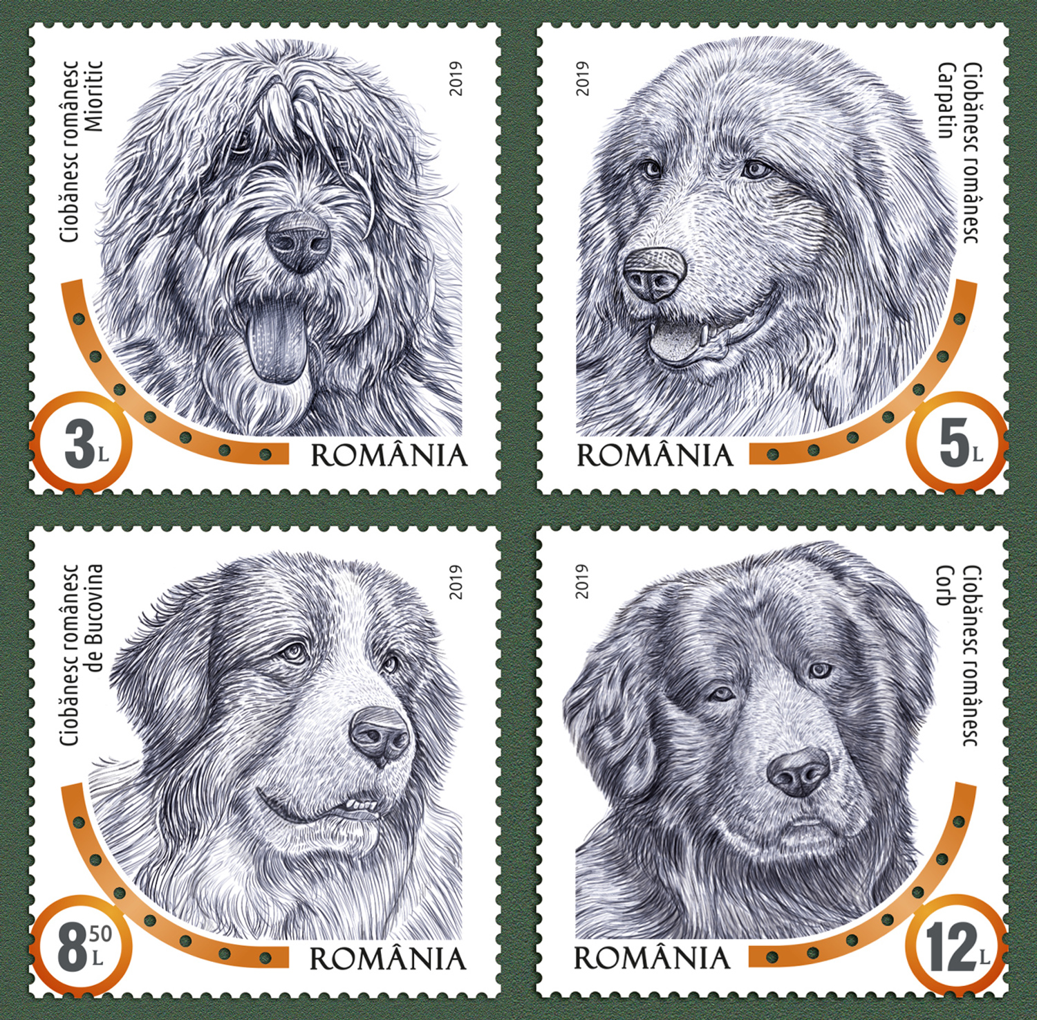 RASE DE CÂINI 1 RASE DE CÂINI