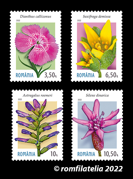 SITE_Serie_Plante endemice din Muntii Carpati