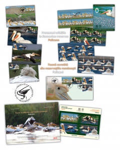 Fauna ocrotita din rezervatiile romanesti_Pelicani - Protected wildlife in Romanian reserves_Pelicans